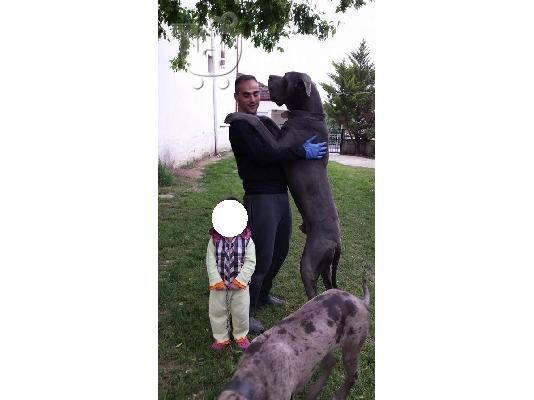 ΠΩΛΟΥΝΤΕ ΚΑΘΑΡΟΑΙΜΑ ΚΟΥΤΑΒΙΑ GREAT DANE (ΜΟΛΟΣΣΟΙ)